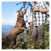 Dog Nylon Leash with Reflective